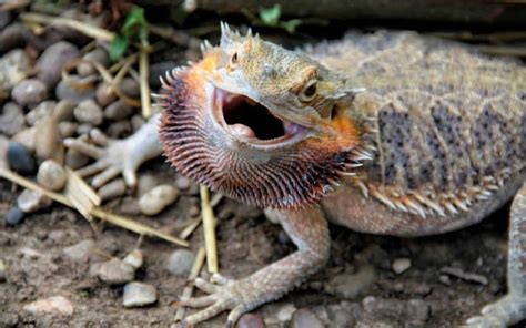 Do bearded dragons bite? Bearded dragons can bit if they feel threatened or stressed. However, they are not known to be overtly aggressive and will usually ...